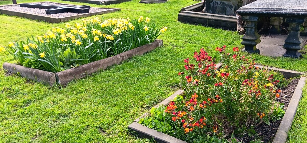 A host of daffodils (and wallflowers)